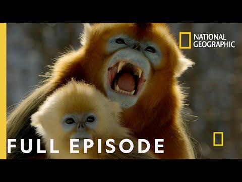 Forest of the Golden Monkey (Full Episode) | China's Hidden Kingdoms