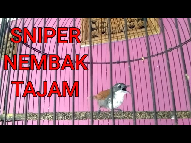 BURUNG SNIPER TEPUS DADA PUTIH GACOR NEMBAK TAJAM class=