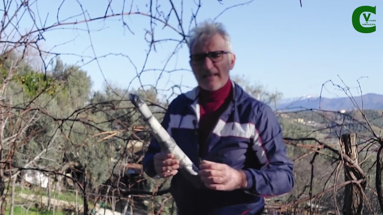 Come prelevare e conservare  (in frigo o sotto la terra) le marze da innestare a primavera?