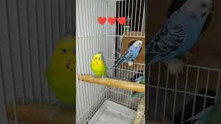 The Sweetest Bird Ever 🥺🦜 #Parrot #Birds #TalkingParrot #FunnyParrot #CuteBird