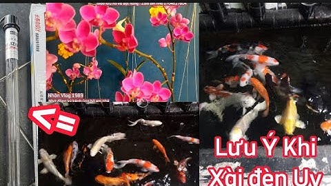 Đèn Uv Sử Dụng Cho Hồ Cá Koi - Công Dụng - Vài Lưu Ý Khi Sử Dụng Để Không Ảnh Hưởng Đến Mắt.