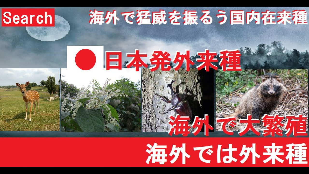 海外では外来種の生物 日本発外来種 海外で繁殖 search 探すチャンネル - YouTube