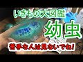 【閲覧注意】いきもの大図鑑レビュー【実写動画】