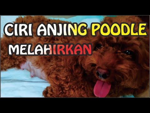 Video Begini Ciri ciri anjing poodle mau melahirkan|yummi... - youtube