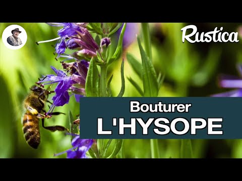 Vidéo: Comment faire pousser des plantes d'hysope