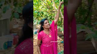 சக்க மரத்தில🌳 நிறைய சக்க காய்ச்சி கிடக்கு🥝 #shortsviral#shortvideo#gardening #cherilcherbivlogs