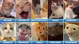 Doksli Foto/Video Meme Kucing Viral Dijelaskan [Jilid 2]