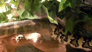 Fluffy The Snake Shedding (Jungle Carpet Python)