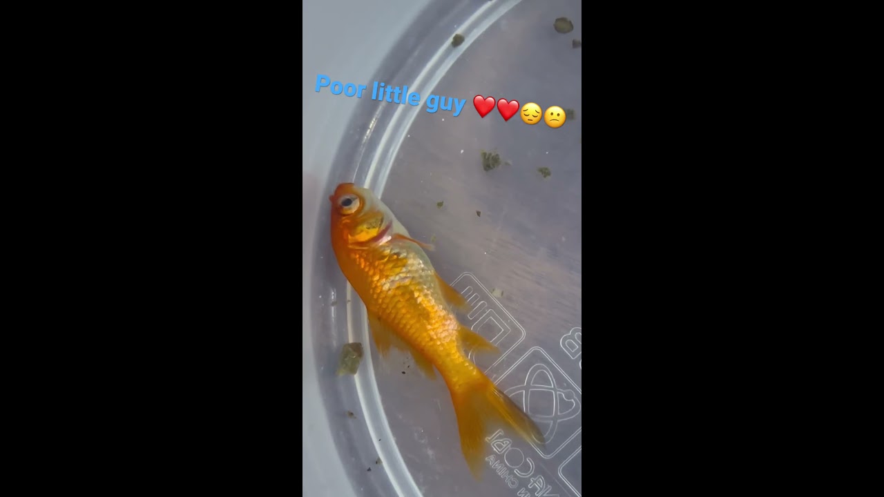 OJ The Goldfish Is Dying 