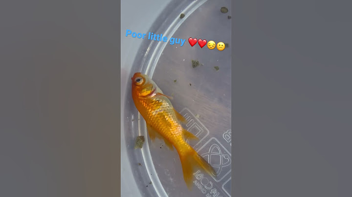 OJ the goldfish is dying😕😔