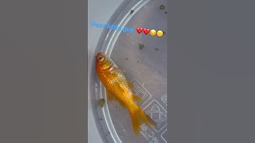 Thumbnail of OJ the goldfish is dying😕😔