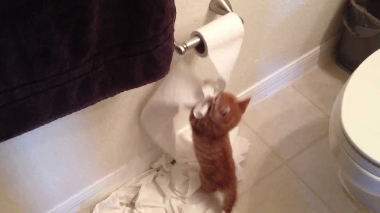 Toilet Paper Killer Strikes Again! YouTube