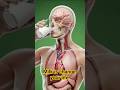 “Milk’s Secret Effects on Your Brain, Muscles &amp; Gut — Explained Visually #drinkmilk #psychology