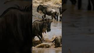 Wildebeests Life-Or-Death Struggle