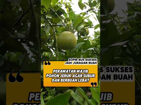 RAHASIA KEBUN JERUK BERBUAH LEBAT
