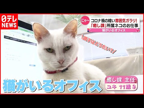 猫がいるオフィスの魅力  「いつも穏やかにお仕事できています」