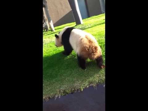 アドベンチャーワールド　良浜　暴れる