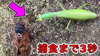 カマキリ Youtube カマキリ Youtube