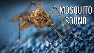 Mosquito Buzz - Irritating Real Mosquito Sound