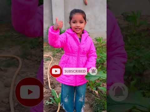 aapko hamara kitchen garden kaisa laga le