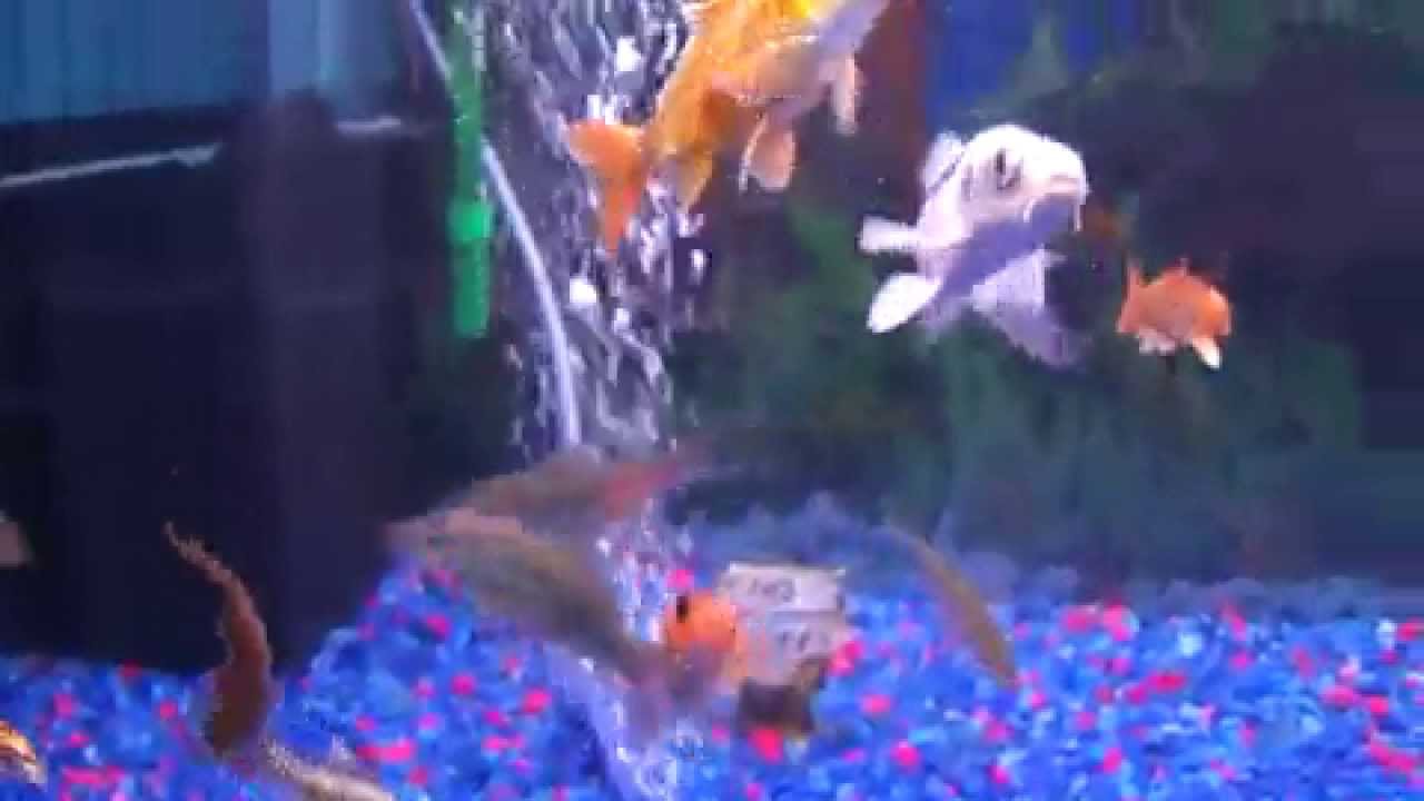 The Most Beautiful Koi Aquarium Tank Ghost Erfly The Most Beautiful Koi Aquarium Tank Ghost Erfly Showa You