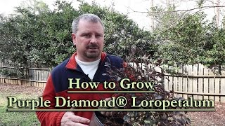 How to grow Purple Diamond® Loropetalum (Purple Foliage Evergreen Shrub) screenshot 1