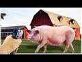 Living the Tough Life of a Pig Farmer - Ranch Simulator