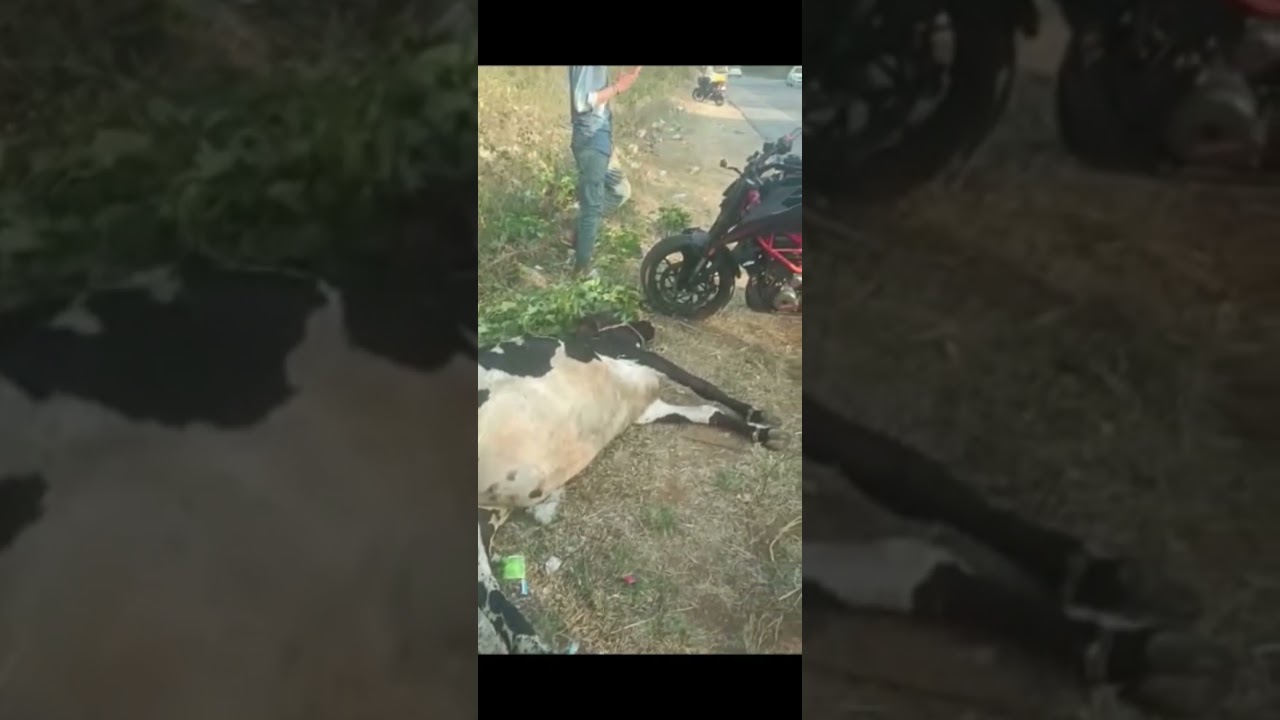 DUKE 390 HAS BEEN CRASHED 💔 