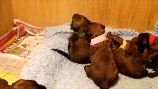 Txix and Dante pups by Aubrey Briards 149 views 10 years ago 1 minute, 3 seconds