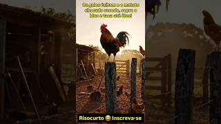 Os galos falham e os matutos chocados sacode, sopra o bico e taca até óleo! #humor #galo #divertido