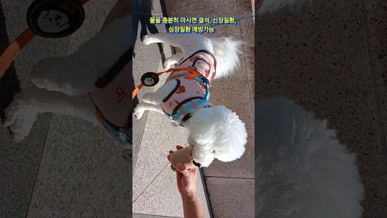 강아지 적정 음수량