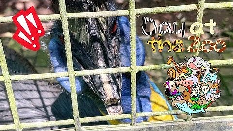 Day at Ragunan Zoo | Indonesia [August 2022]