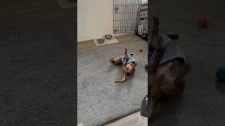 Oscar the dachshund scratches his back #dachshund #silly #OscarTheDachshund #puppy