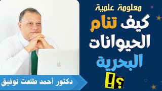 كيف تنام الحيوانات البحرية؟