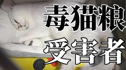 今天，我家也成為了信元貓糧受害家庭|兩隻貓已去世 - 天天要聞