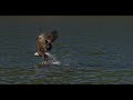 Bald Eagles of Centerport hunting….