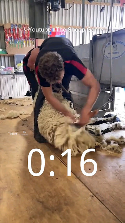 WOW‼️ SKILL DEWA‼️ #domba #buludomba #wool #cukur #shaving #sheep #farm #farming #shorts #animal