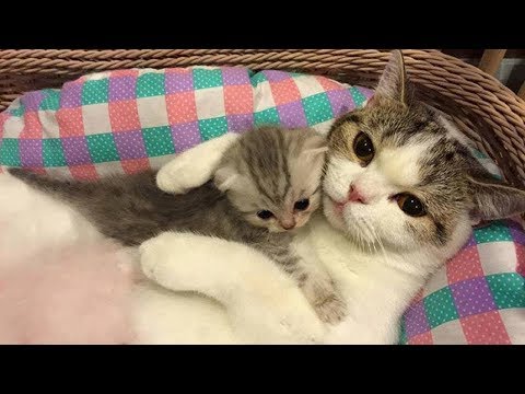 mother-cat-and-cute-kittens---best-family-cats-comilation-2018