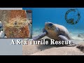A Sea Turtle Rescue