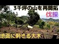 3千坪の山開拓　地面に刺さる大木　伐採・スイス積み薪棚完成