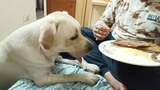 Leo Ka Naya Ghar / Leo Naya Ghar Mai Shift Kar LiyaCute Dog VideosFunny Dog Videos