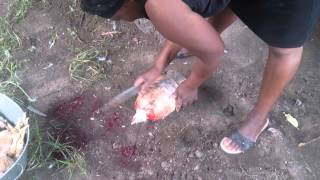 Chicken Kill Chicken Kill