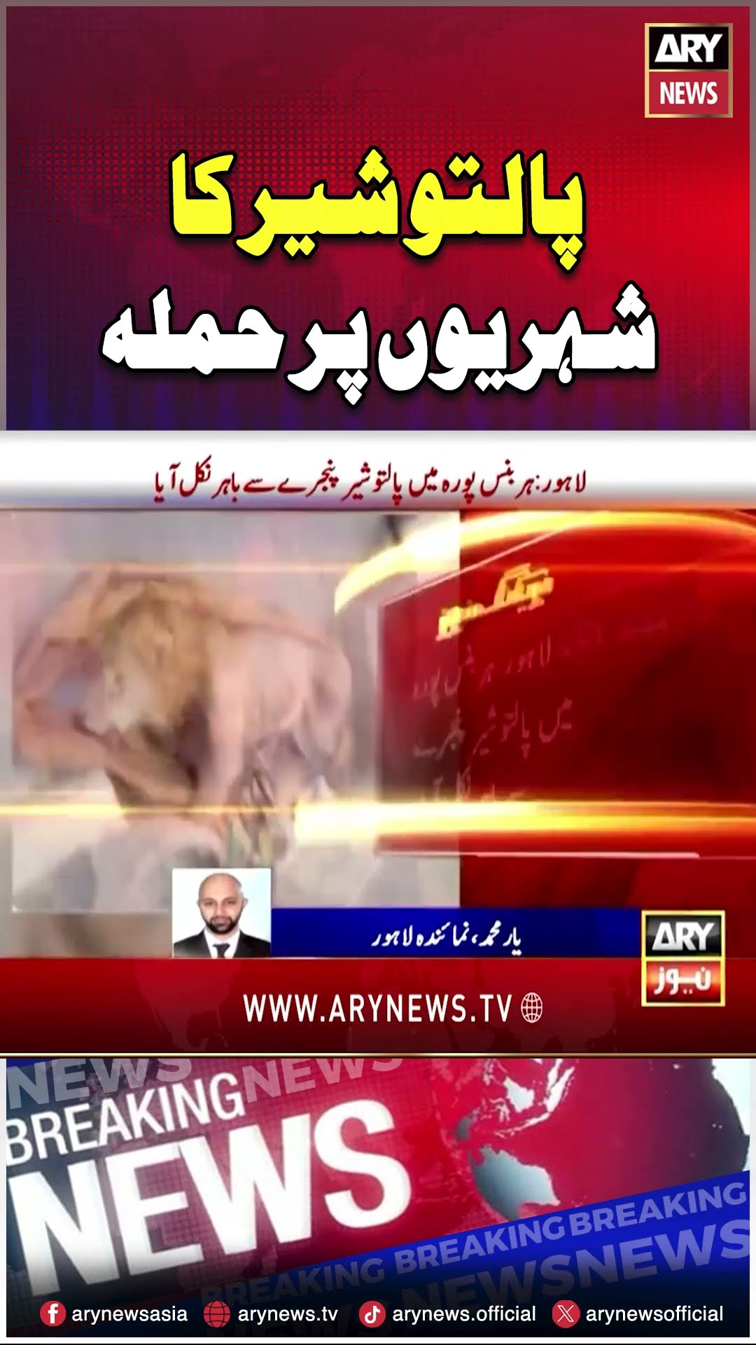 #lahore #petloin #loinattack #loin #pets #arynews #youtubeshorts #shorts #reels
