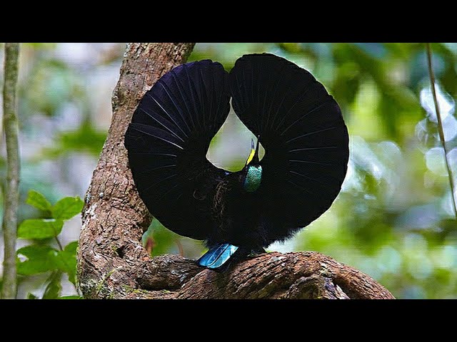 Papua: Surganya Burung Cantik nan Eksotis class=
