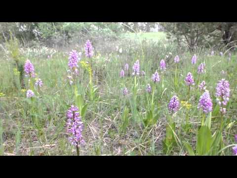 Video: Orchis Gehelmd, Of Orchis Gehelmd