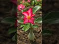 ADENIUM