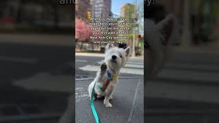 My first 'hey' in New York City! Cute Westie puppy #shorts