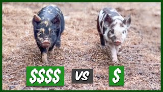 Breeders or Feeders? (Idaho Pastured Piglets)