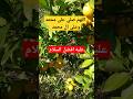 راحة احاديت فوائد دينية برتقال فاكهة الموسم يحتوي على فيتامينc