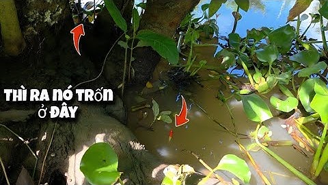 Tập 170 - Câu Cá Rô Đồng Mùa Nước Nổi Ở Vùng Này Cá Mập Ú Kho Mắm Ngon Thiệt
